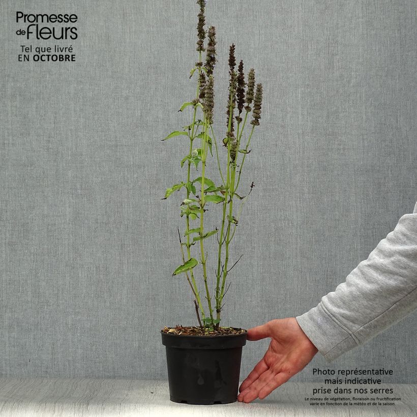 Exemplaar van Agastache Blue Fortune - Koreaanse munt Pot van 2 l/3 l zoals geleverd in de herfst