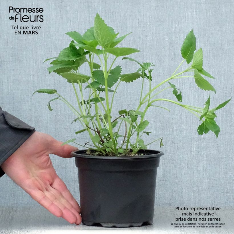 Exemplaar van Agastache Blue Fortune - Koreaanse munt Pot van 2 l/3 l zoals geleverd in de lente