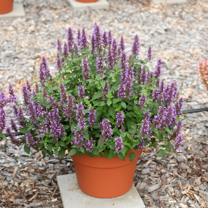 Agastache foeniculum Celestia - Dropplant (Groeiplaats)