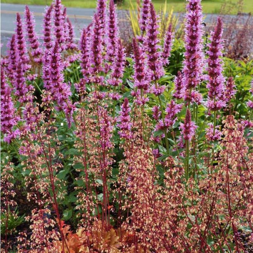 Agastache Cotton Candy - Dropplant (Groeiplaats)