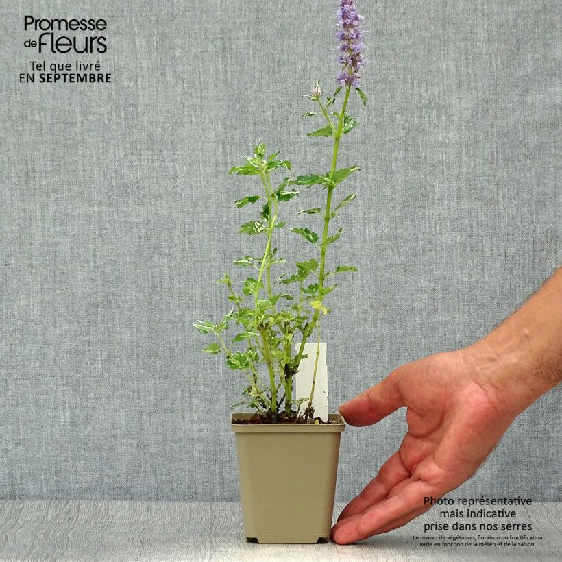 Exemplaar van Agastache Crazy Fortune - Koreaanse munt Kweekpotje van 8/9 cm zoals geleverd in de herfst
