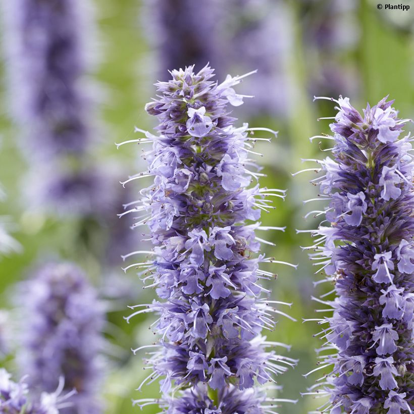 Agastache Crazy Fortune - Koreaanse munt (Bloei)