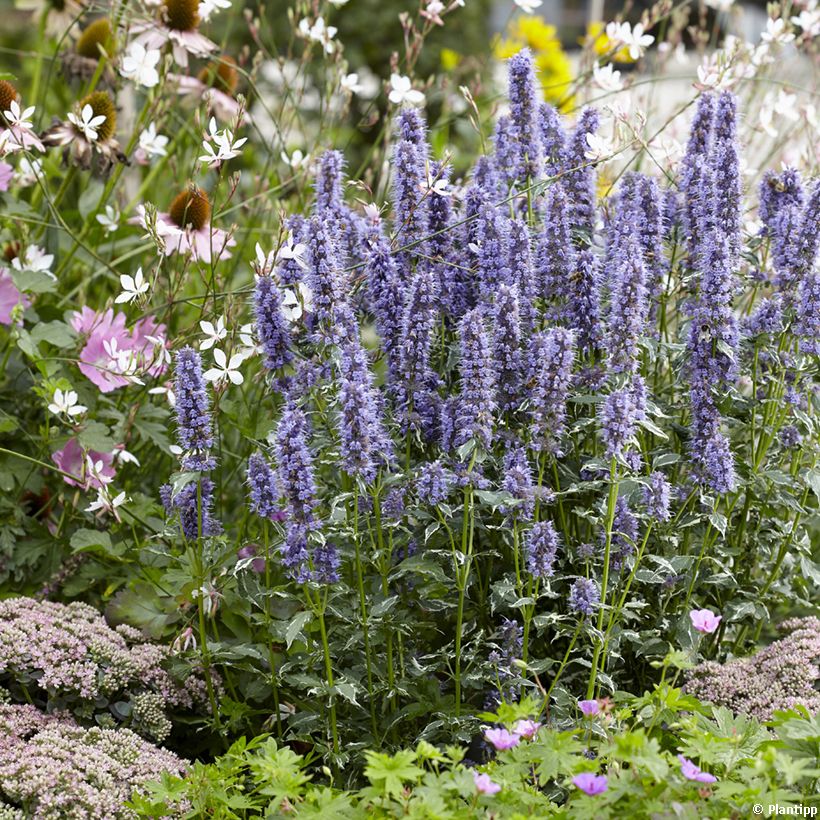 Agastache Crazy Fortune - Koreaanse munt (Groeiplaats)