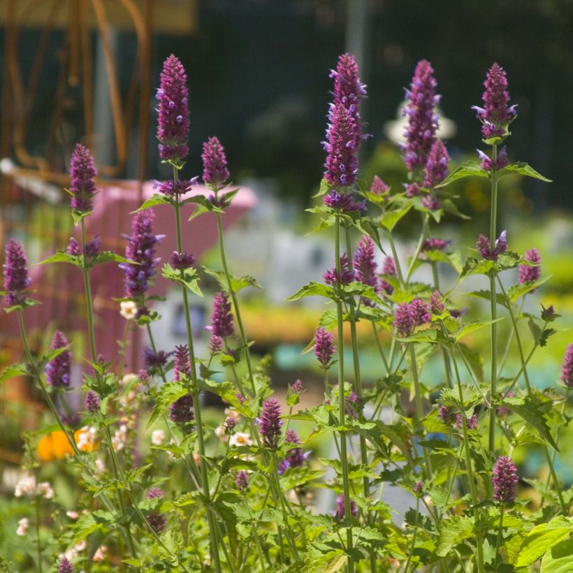 Agastache Globetrotter - Dropplant (Bloei)