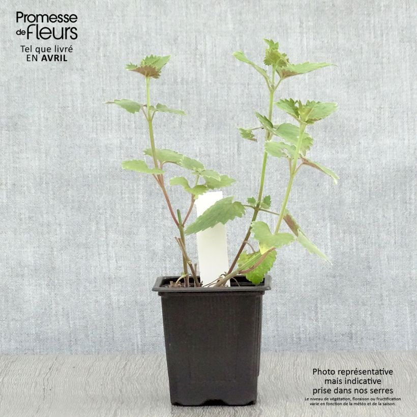 Exemplaar van Agastache Globetrotter - Dropplant Kweekpotje van 8/9 cm zoals geleverd in de lente