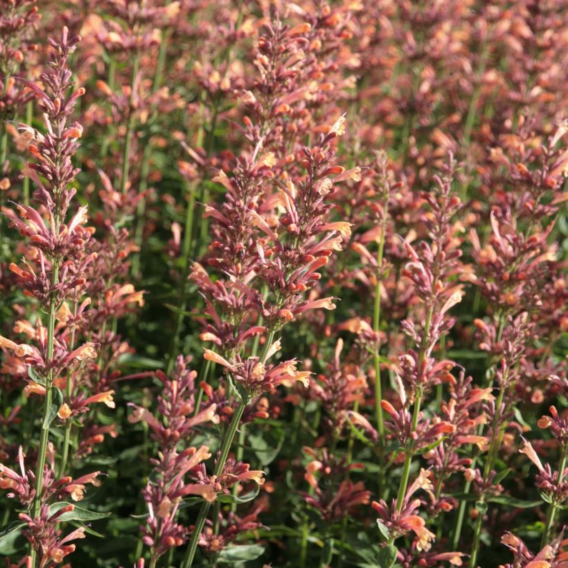 Agastache Kolibri - Dropplant (Bloei)