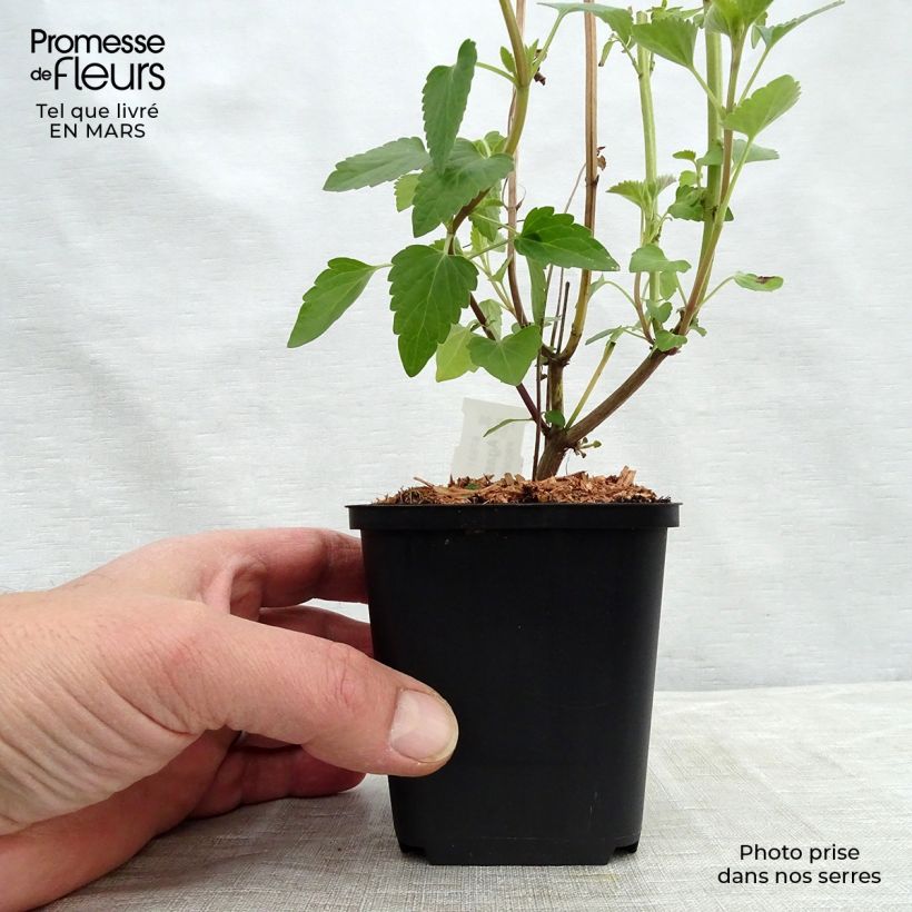 Exemplaar van Agastache Kolibri - Dropplant Kweekpotje van 8/9 cm zoals geleverd in de lente