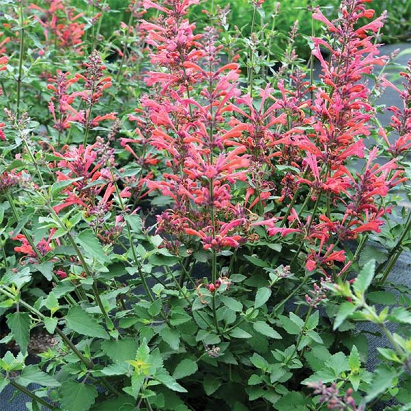 Agastache Kudos Coral - Dropplant (Groeiplaats)