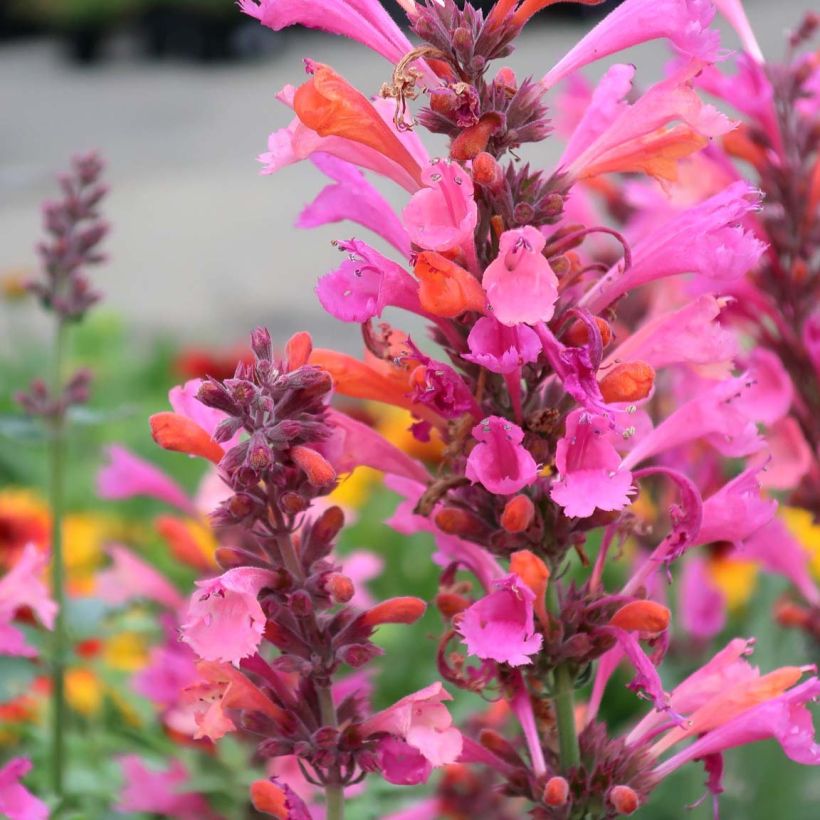 Agastache Kudos Ambrosia - Dropplant (Bloei)