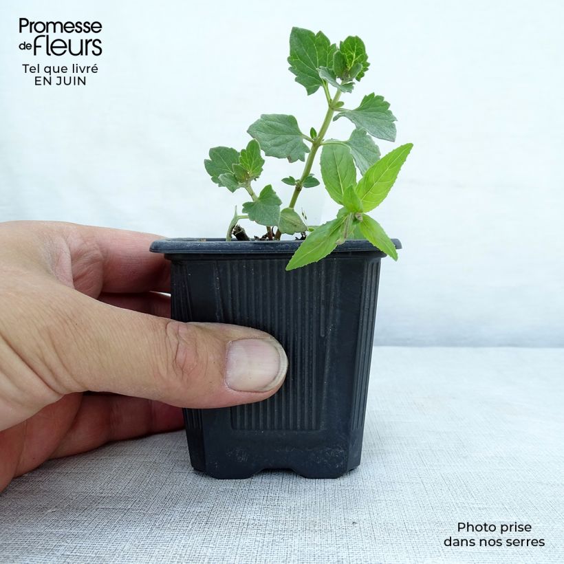 Exemplaar van Agastache Kudos Ambrosia - Dropplant Kweekpotje van 8/9 cm zoals geleverd in de zomer