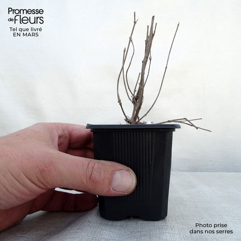 Exemplaar van Agastache Kudos Ambrosia - Dropplant Kweekpotje van 8/9 cm zoals geleverd in de lente