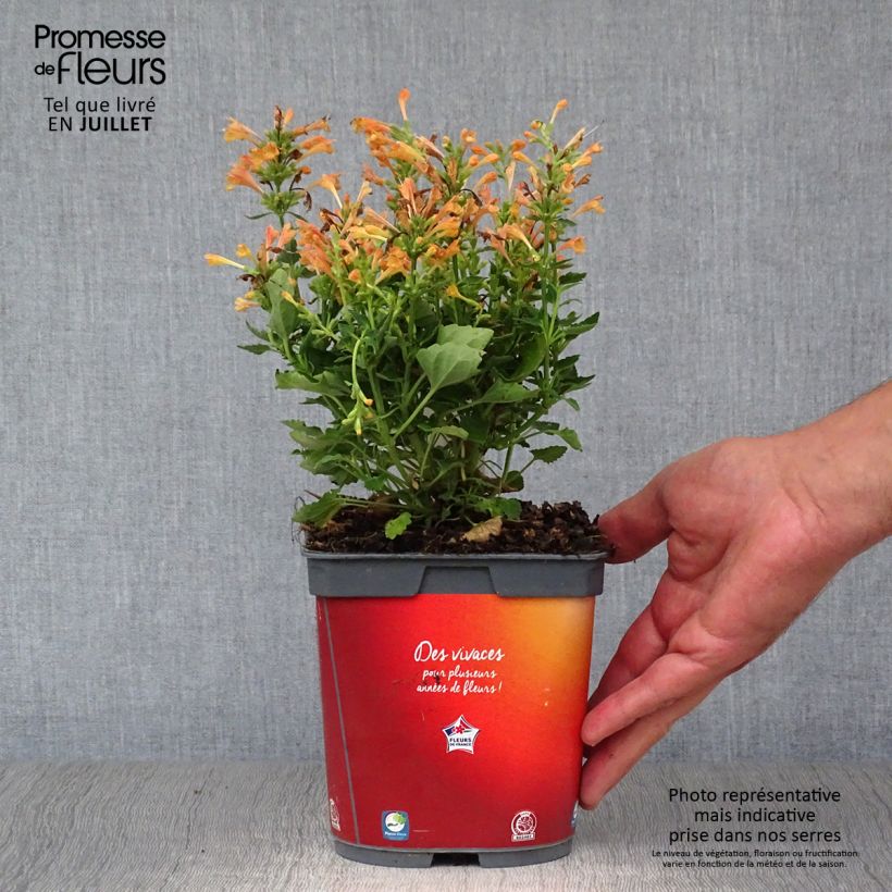 Exemplaar van Agastache Kudos Mandarin - Dropplant Pot van 2 l/3 l zoals geleverd in de zomer