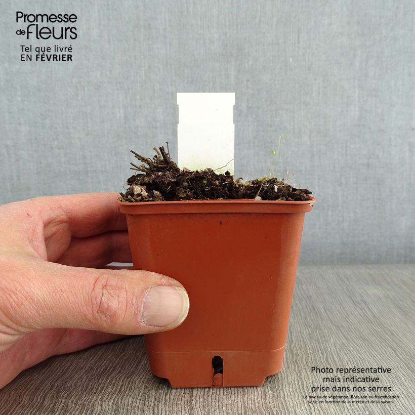 Exemplaar van Agastache Kudos Red - Dropplant Kweekpotje van 8/9 cm zoals geleverd in de winter