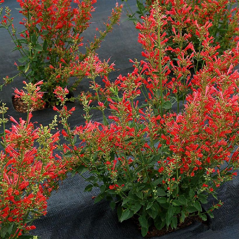 Agastache Kudos Red - Dropplant (Groeiplaats)