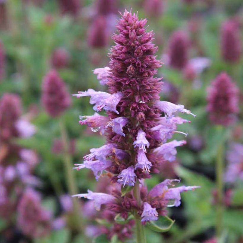Agastache Kudos Silver Blue - Dropplant (Bloei)