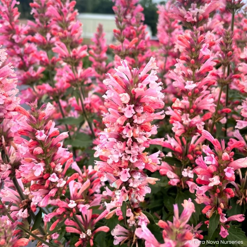 Agastache Pink Pearl - Dropplant (Bloei)