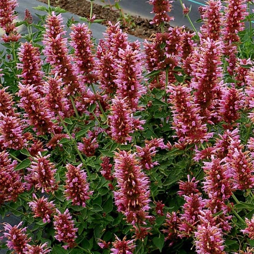 Agastache Poquito Lavender - Dropplant (Bloei)