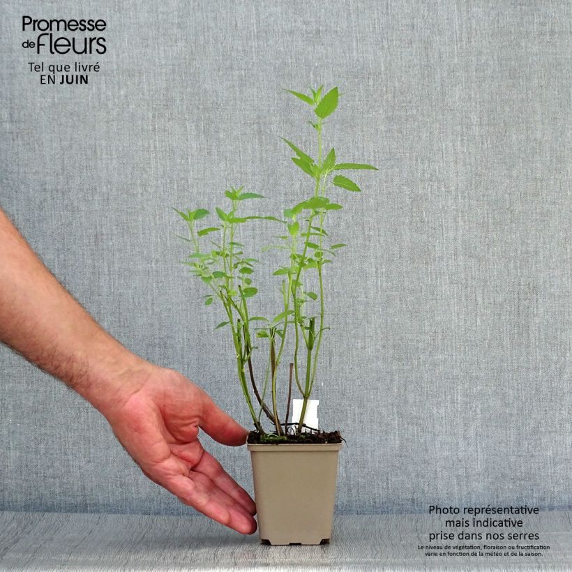Exemplaar van Agastache Serpentine - Dropplant Kweekpotje van 8/9 cm zoals geleverd in de zomer