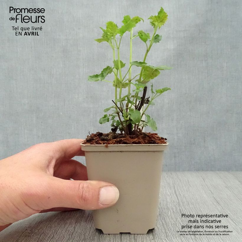 Exemplaar van Agastache Serpentine - Dropplant Kweekpotje van 8/9 cm zoals geleverd in de lente