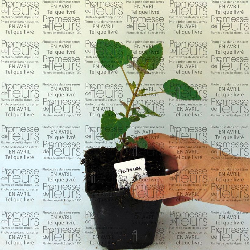 Voorbeeld van een exemplaar van Agastache Summer Sunset - Dropplant Kweekpotje van 8/9 cm zoals geleverd