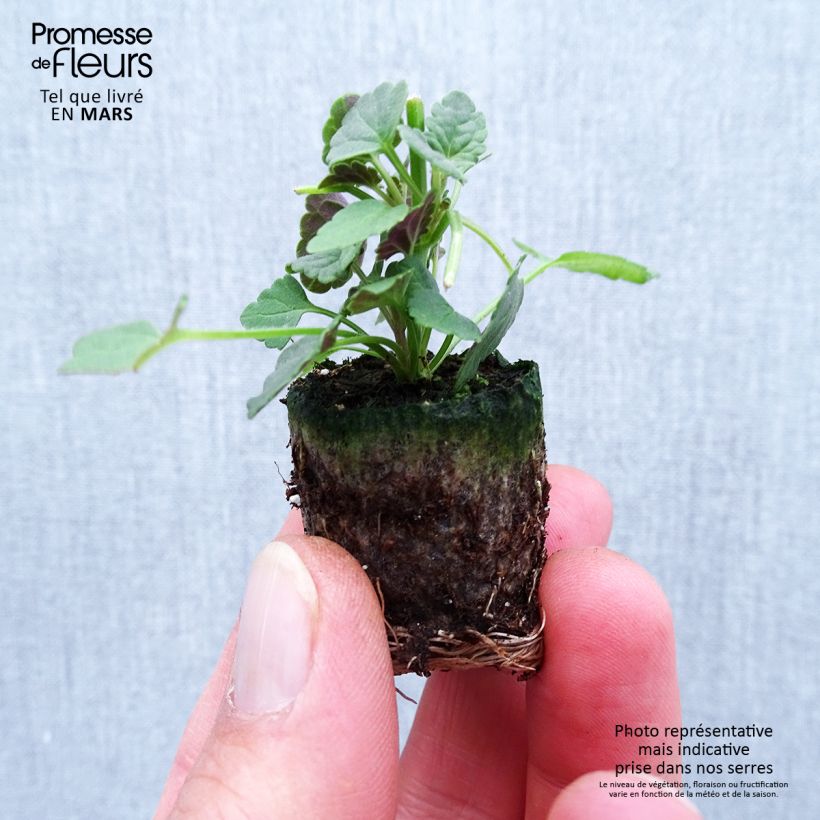 Exemplaar van Agastache Sunny Sparks Pink Improved - Dropplant Mini-mot Ø 1,5/2,5 cm zoals geleverd in de lente