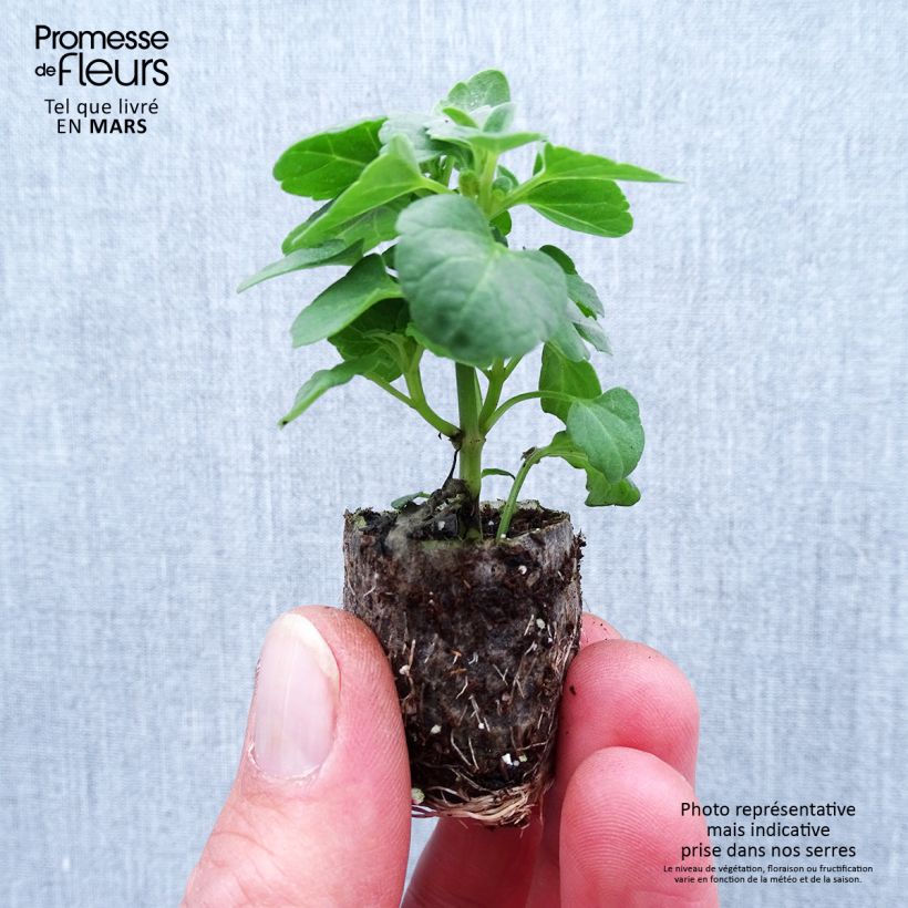 Exemplaar van Agastache Sunny Sparks Tangerine - Dropplant Mini-mot Ø 1,5/2,5 cm zoals geleverd in de lente