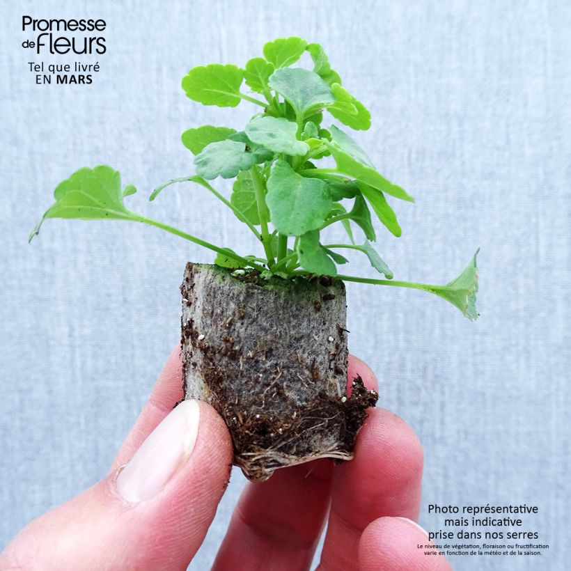 Exemplaar van Agastache Sunny Sparks Yellow - Dropplant Mini-mot Ø 1,5/2,5 cm zoals geleverd in de lente