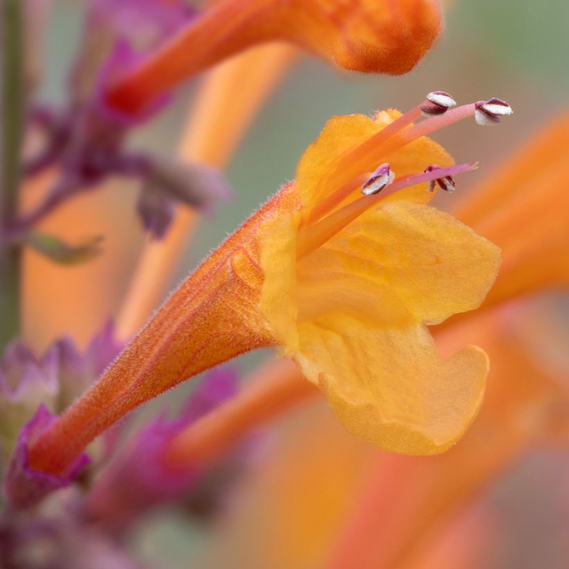 Agastache Apricot Sprite - Dropplant (Bloei)