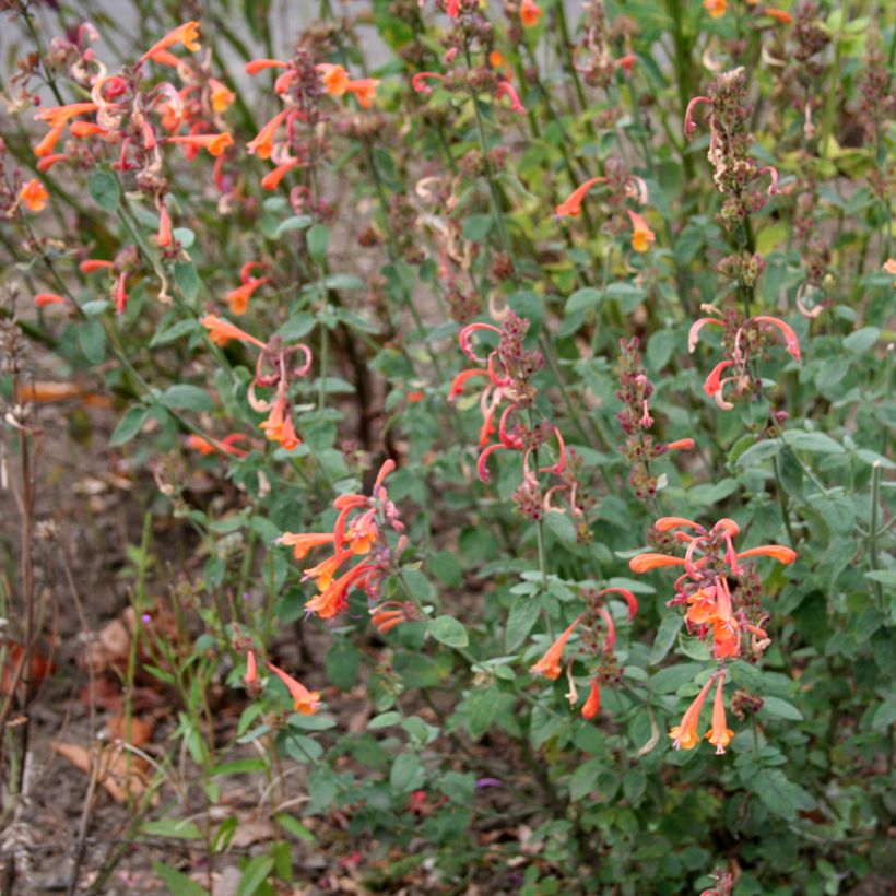 Agastache Apricot Sprite - Dropplant (Groeiplaats)