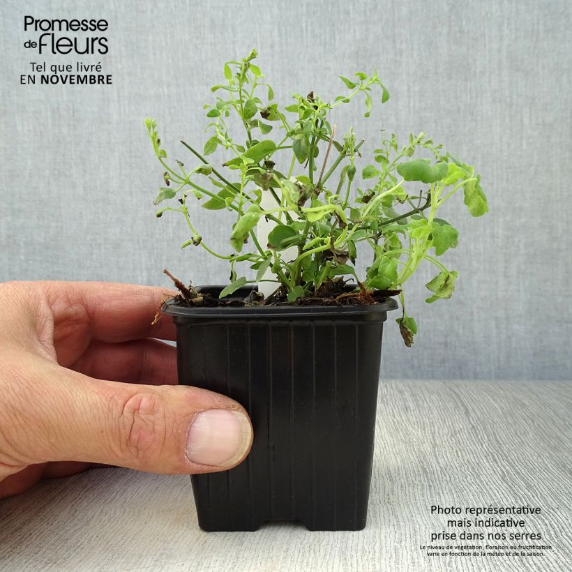Exemplaar van Agastache aurantiaca Tango - Dropplant Kweekpotje van 8/9 cm zoals geleverd in de herfst