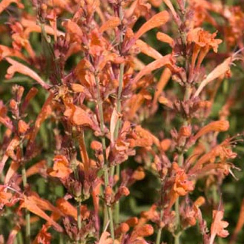 Agastache Firebird - Dropplant (Bloei)