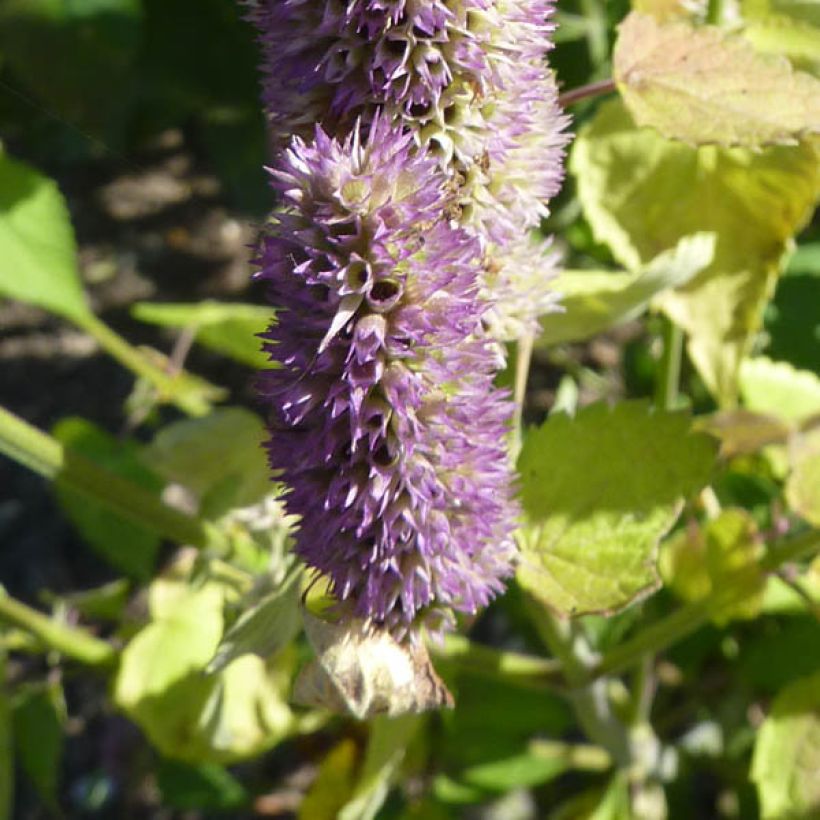 Agastache Blue Fortune - Koreaanse munt (Bloei)