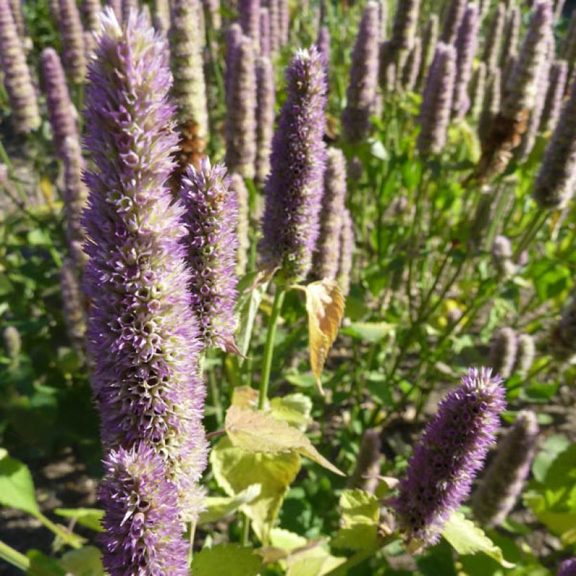 Agastache Blue Fortune - Koreaanse munt (Groeiplaats)