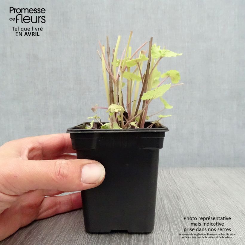 Exemplaar van Agastache fenouil Golden Jubilee - Dropplant Kweekpotje van 7/8 cm zoals geleverd in de lente