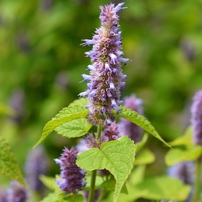 Agastache foeniculum - Dropplant (Bloei)