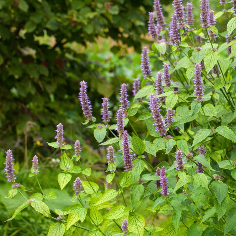 Agastache foeniculum - Dropplant (Groeiplaats)