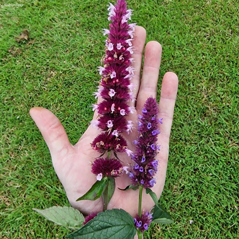 Agastache Beelicious Pink - Dropplant (Bloei)