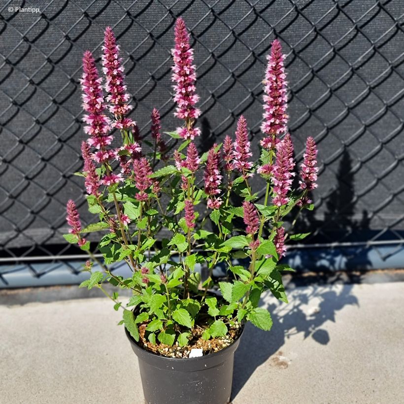 Agastache Beelicious Pink - Dropplant (Groeiplaats)