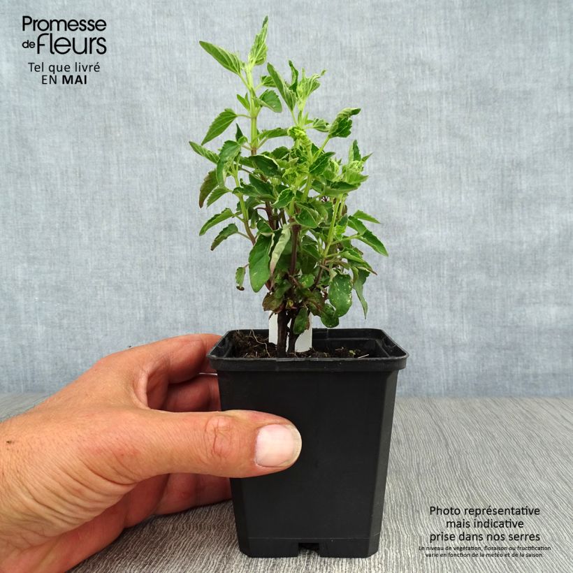 Example of Agastache mexicana Red Fortune - Dropplant Kweekpotje van 8/9 cm as you get in printemps