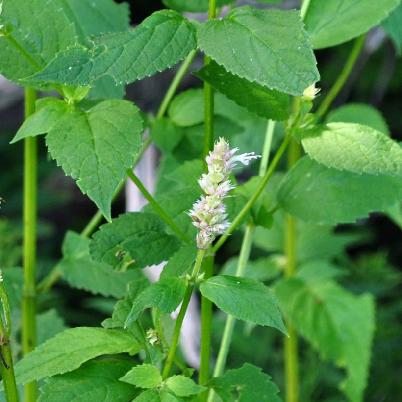 Agastache nepetoides - Dropplant (Blad)