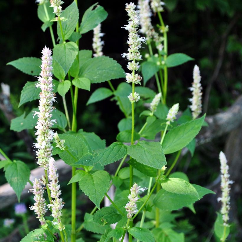 Agastache nepetoides - Dropplant (Groeiplaats)