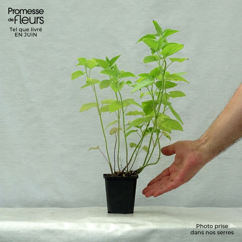 Exemplaar van Agastache nepetoides - Dropplant Kweekpotje van 8/9 cm zoals geleverd in de zomer