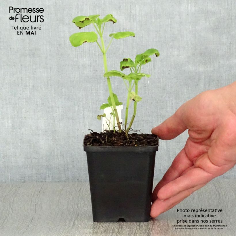 Exemplaar van Agastache nepetoides - Dropplant Kweekpotje van 8/9 cm zoals geleverd in de lente