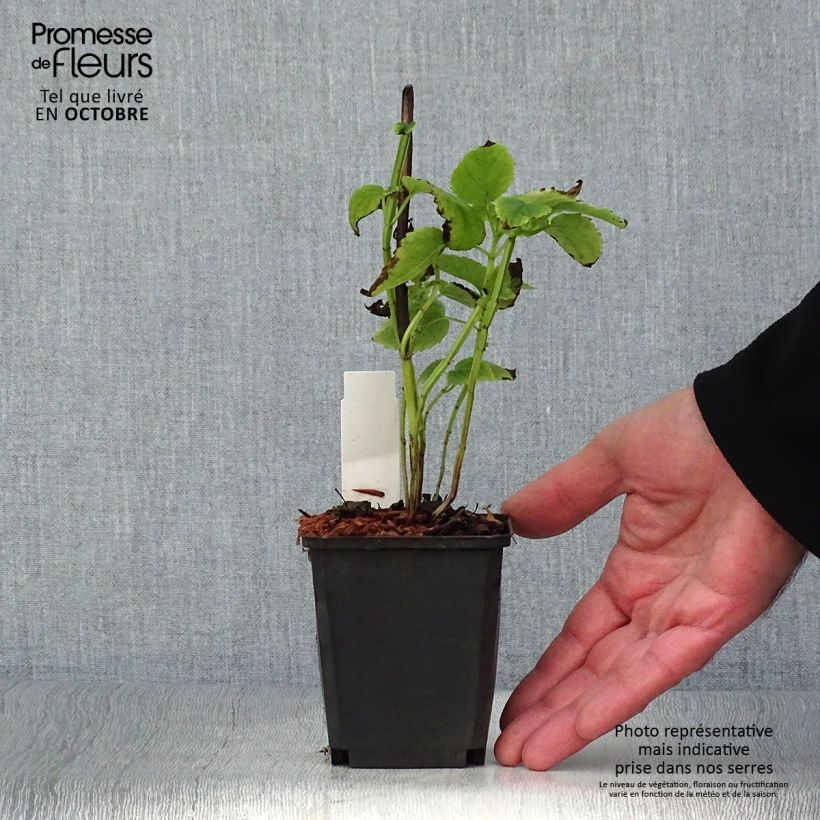 Exemplaar van Agastache nepetoides - Dropplant Kweekpotje van 8/9 cm zoals geleverd in de herfst
