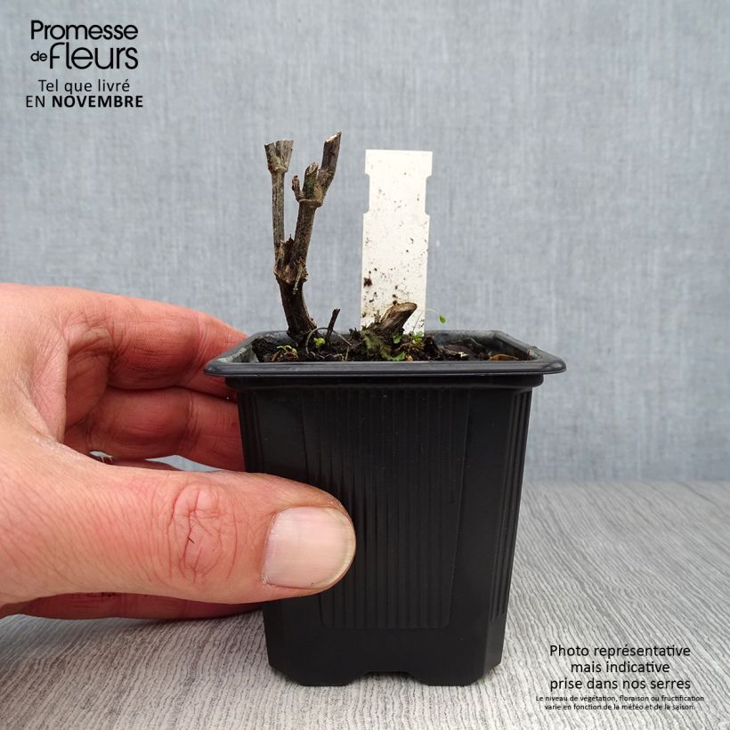 Exemplaar van Agastache rugosa Alabaster - Koreaanse munt Kweekpotje van 8/9 cm zoals geleverd in de herfst