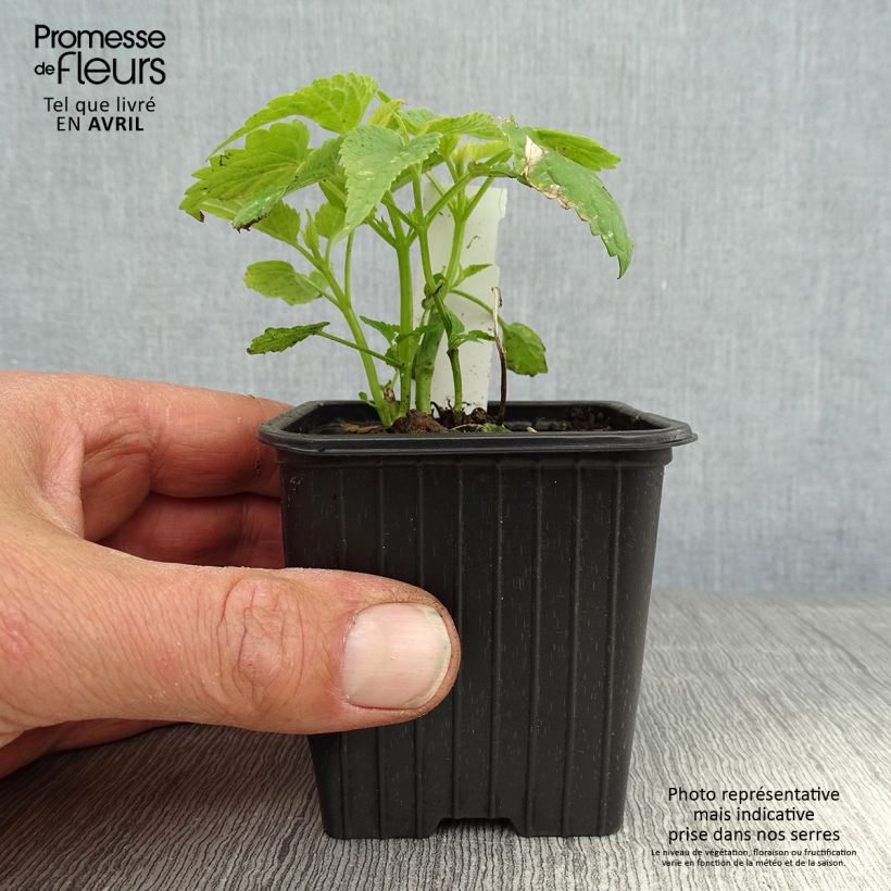 Exemplaar van Agastache rugosa Alabaster - Koreaanse munt Kweekpotje van 8/9 cm zoals geleverd in de lente