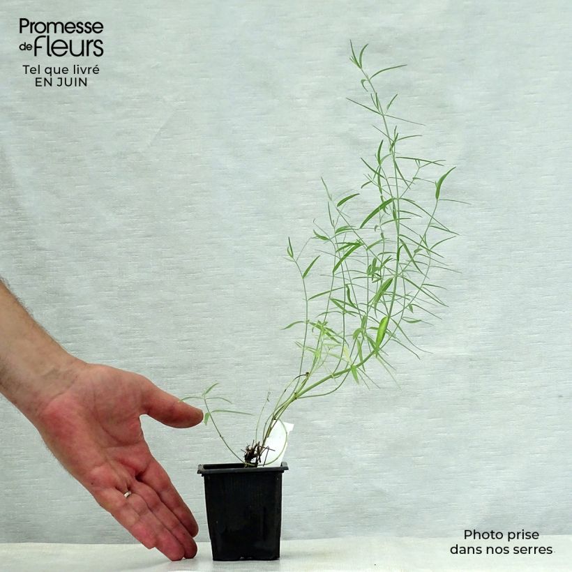 Exemplaar van Agastache rupestris - Dropplant Kweekpotje van 8/9 cm zoals geleverd in de zomer