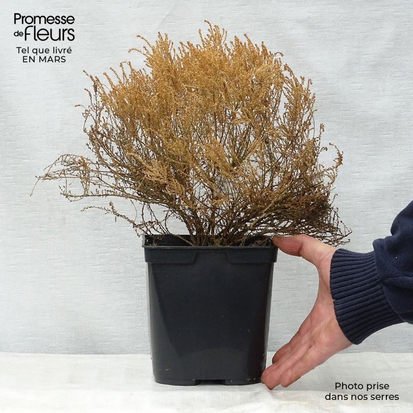 Exemplaar van Agathosma capensis - Buchu Pot van 2 l/3 l zoals geleverd in de lente