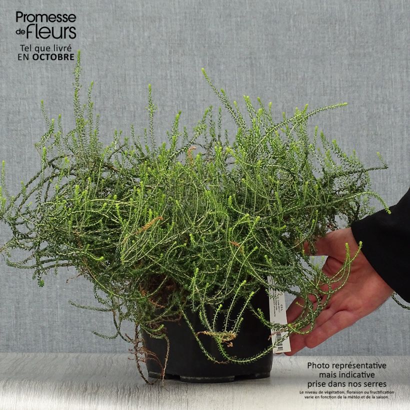 Exemplaar van Agathosma capensis - Buchu Pot van 2 l/3 l zoals geleverd in de herfst