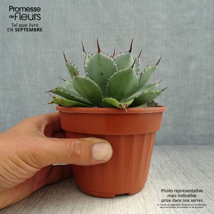 Exemplaar van Agave Kikijokan Pot van 12 cm / 13 cm zoals geleverd in de herfst
